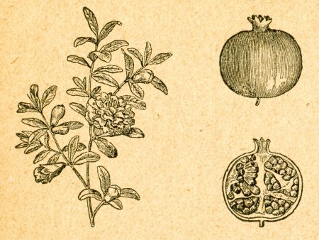 Pomegranate - blooming twig and fruit - old illustration by unknown artist from Botanika Szkolna na Klasy Nizsze, author Jozef Rostafinski, published by W.L. Anczyc, Krakow and Warsaw, 1911 のeditorial素材