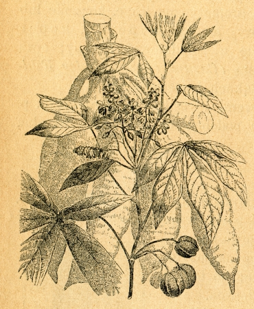 Cassava - tuber and twig - old illustration by unknown artist from Botanika Szkolna na Klasy Nizsze, author Jozef Rostafinski, published by W.L. Anczyc, Krakow and Warsaw, 1911のeditorial素材