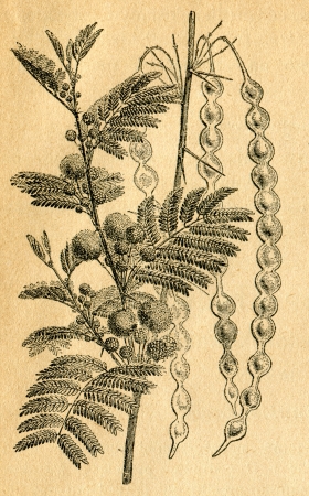 Acacia producing gum - old illustration by unknown artist from Botanika Szkolna na Klasy Nizsze, author Jozef Rostafinski, published by W.L. Anczyc, Krakow and Warsaw, 1911のeditorial素材