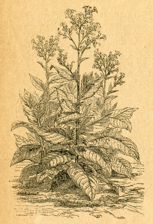 Tobacco plant - old illustration by unknown artist from Botanika Szkolna na Klasy Nizsze, author Jozef Rostafinski, published by W.L. Anczyc, Krakow and Warsaw, 1911 のeditorial素材