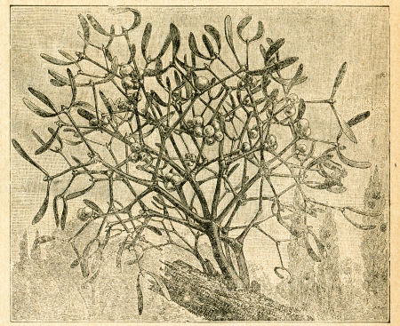 Mistletoe - old illustration by unknown artist from Botanika Szkolna na Klasy Nizsze, author Jozef Rostafinski, published by W.L. Anczyc, Krakow and Warsaw, 1911 のeditorial素材