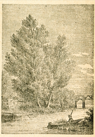 White willow - old illustration by unknown artist from Botanika Szkolna na Klasy Nizsze, author Jozef Rostafinski, published by W.L. Anczyc, Krakow and Warsaw, 1911 のeditorial素材