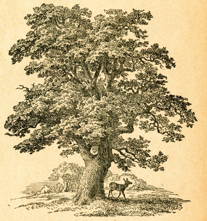 Oak tree - old illustration by unknown artist from Botanika Szkolna na Klasy Nizsze, author Jozef Rostafinski, published by W.L. Anczyc, Krakow and Warsaw, 1911 のeditorial素材