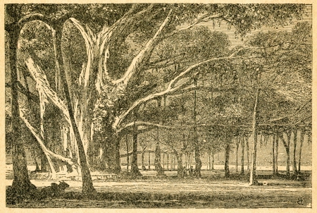 Banyan - old illustration by unknown artist from Botanika Szkolna na Klasy Nizsze, author Jozef Rostafinski, published by W.L. Anczyc, Krakow and Warsaw, 1911のeditorial素材