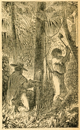 Harvesting milk from galactodendron - old illustration by unknown artist from Botanika Szkolna na Klasy Nizsze, author Jozef Rostafinski, published by W.L. Anczyc, Krakow and Warsaw, 1911のeditorial素材
