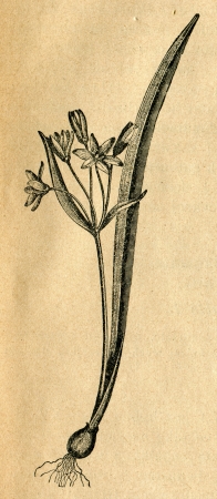 Gagea - old illustration by unknown artist from Botanika Szkolna na Klasy Nizsze, author Jozef Rostafinski, published by W.L. Anczyc, Krakow and Warsaw, 1911 のeditorial素材