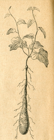 Very young yam - old illustration by unknown artist from Botanika Szkolna na Klasy Nizsze, author Jozef Rostafinski, published by W.L. Anczyc, Krakow and Warsaw, 1911 のeditorial素材