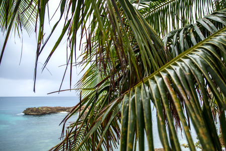 Coconut Palm trees on a white sandy beach in the Caribbean sea, Saona island. Dominican Republicの写真素材