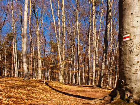 Path through the forest in fall colored red tourist trailの写真素材