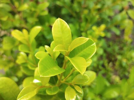 young leaves shoots green gardenâ€‹