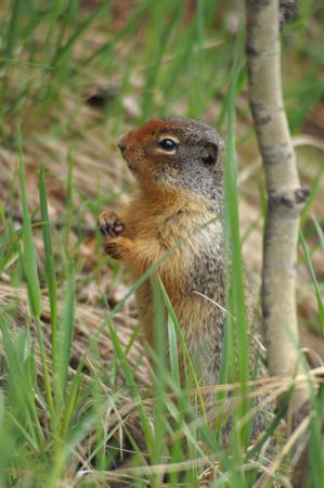 Squirrel Rocky Mountains