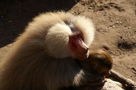 Baboon and 