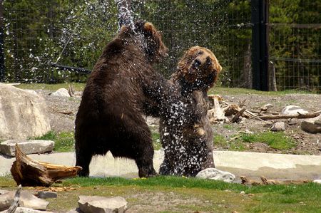 Grizzly bears playingの写真素材