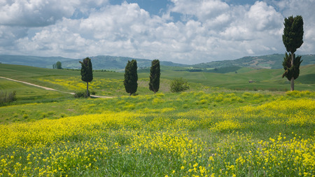 Typical view on cypress trees scattered in a wide Tuscan landscape covered with yellow wildflowersの写真素材