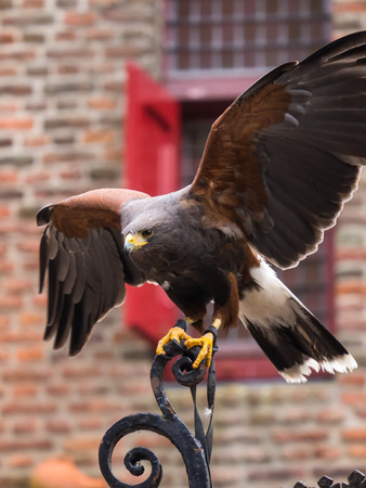 American Harris Hawk spreads his wings to fly awayの写真素材