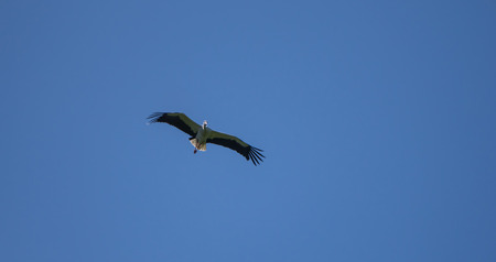 Stork in mid air searching for a destination to land