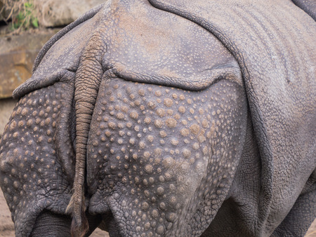 Patterns in the skin of the behind of a rhinocerosの写真素材