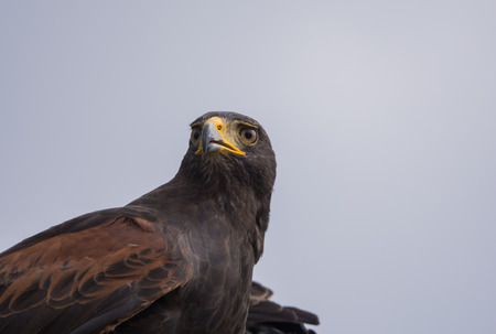 Close-up of a harris hawk