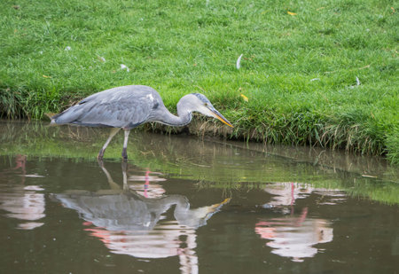 Grey heron and its own reflection and those of neigbouring flamingoesの写真素材