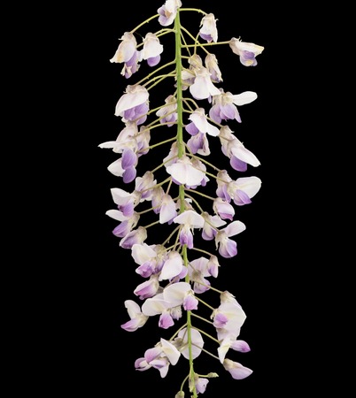Close-up of a blue wisteria branch against a black backgroundの写真素材