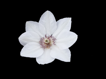 Close-up of a white cleamatis flower isolated against a black backgroundの写真素材