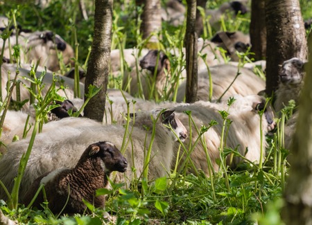 A herd of sheep is used to get rid if the skin irritating plant  hogweed