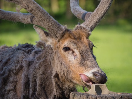 Father David s Deer の写真素材