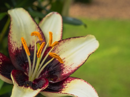 Petals and anthers of white lily with black heartの写真素材