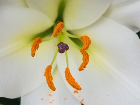 Petals, stigma and anthers of a white lilyの写真素材
