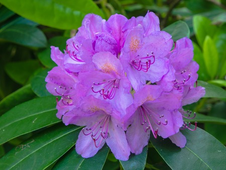 Purple azalea flowerの写真素材