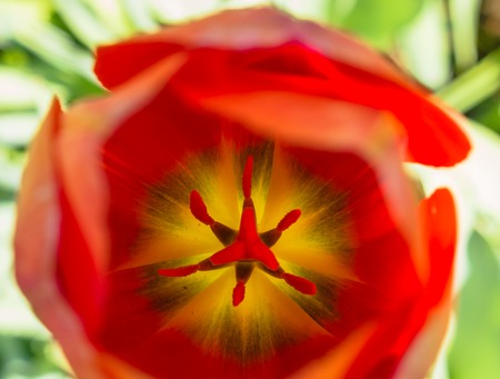 Look inside an orange tulipの写真素材