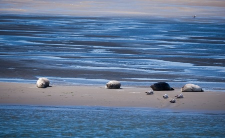 Common grey seals gathered on a sandbank in the Dutch Waddenzeeの写真素材