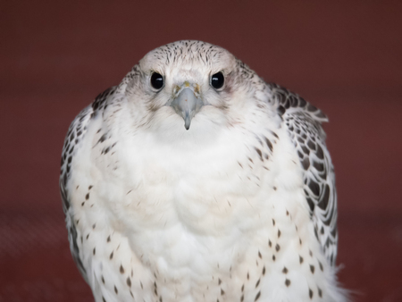 Peregrine falcon, the fastest birdの写真素材