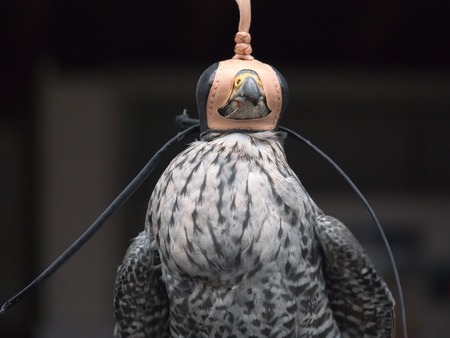 A Gyr Falconの写真素材