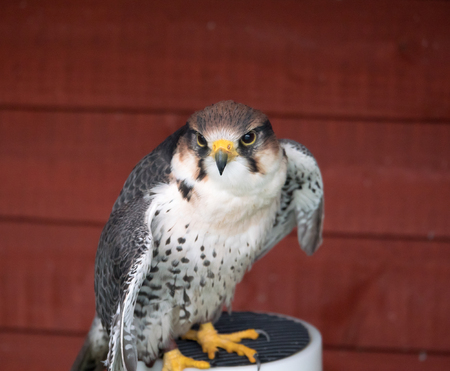 A Gyr Falconの写真素材