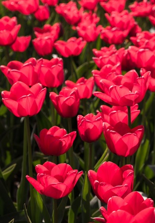 Backlit red tulipsの写真素材