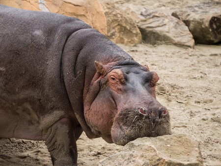 Hipporest his chin on rock