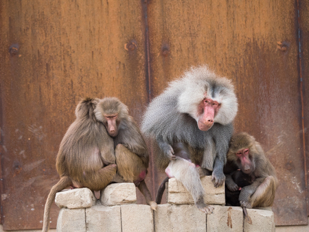 Hamadryas baboon or papio hamadryas familyの写真素材