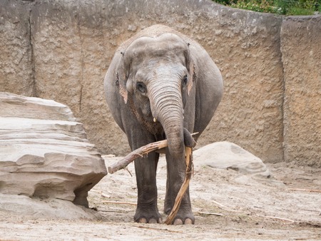 Elephant drags tree branchの写真素材