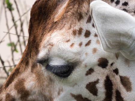 Close-up of giraffes headの写真素材