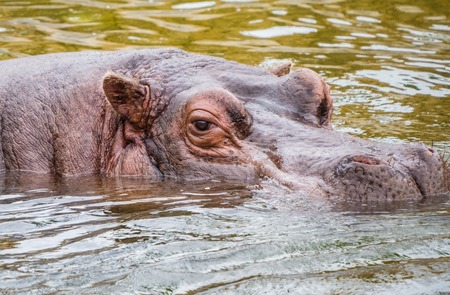Hippo floats on water surface