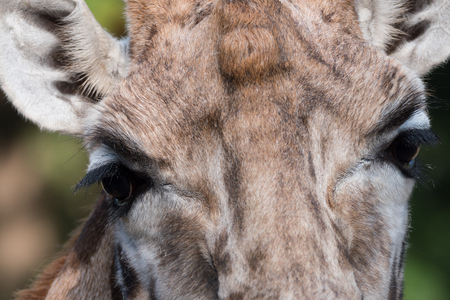 Close-up of a giraffeの写真素材