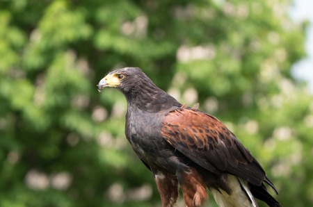 Harris hawk in static positionの写真素材