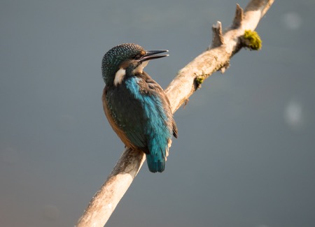 Male kingfisher bird or Alcedo atthisの写真素材