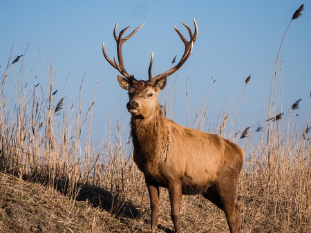 Red deer stag stares at the cameraの写真素材