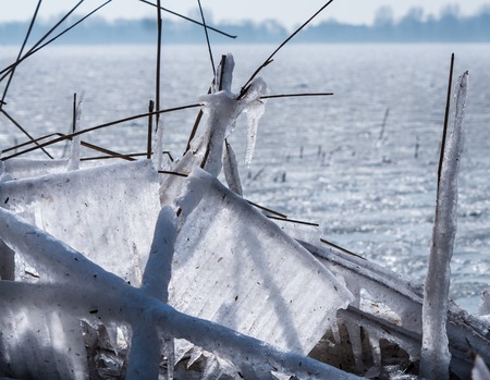 Frozen reeds in winter