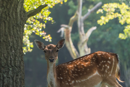 Spotted female fallow deer gazing at cameraの写真素材