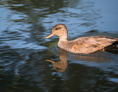 Gadwall duck and his reflectionの写真素材