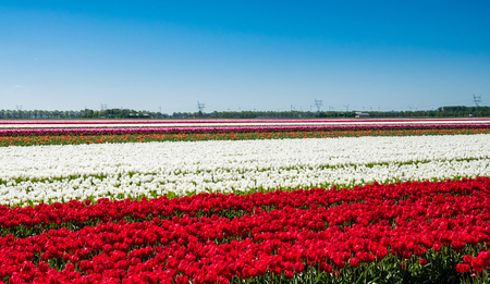 Red and white tulips in fieldの写真素材