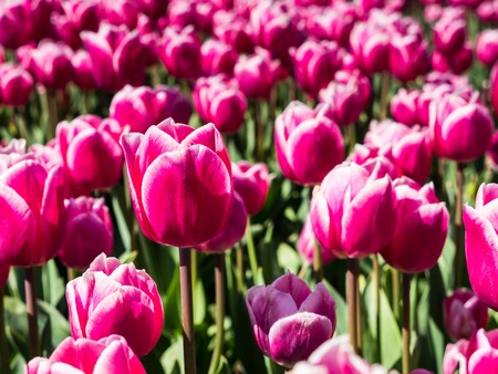 Pink tulips in field